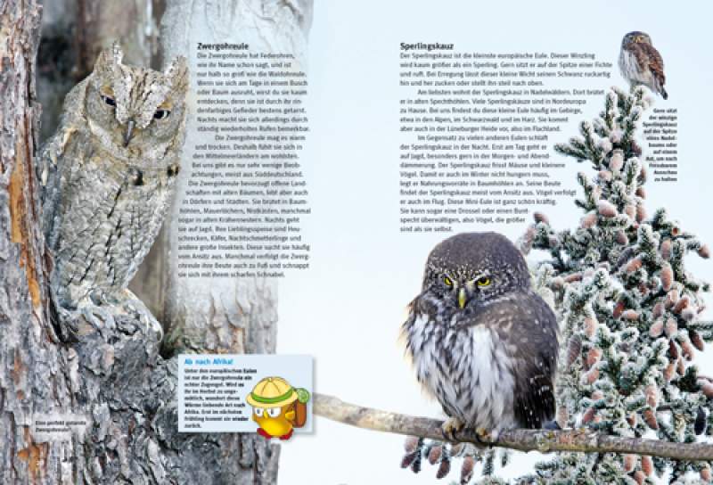 Preview: Entdecke die Eulen